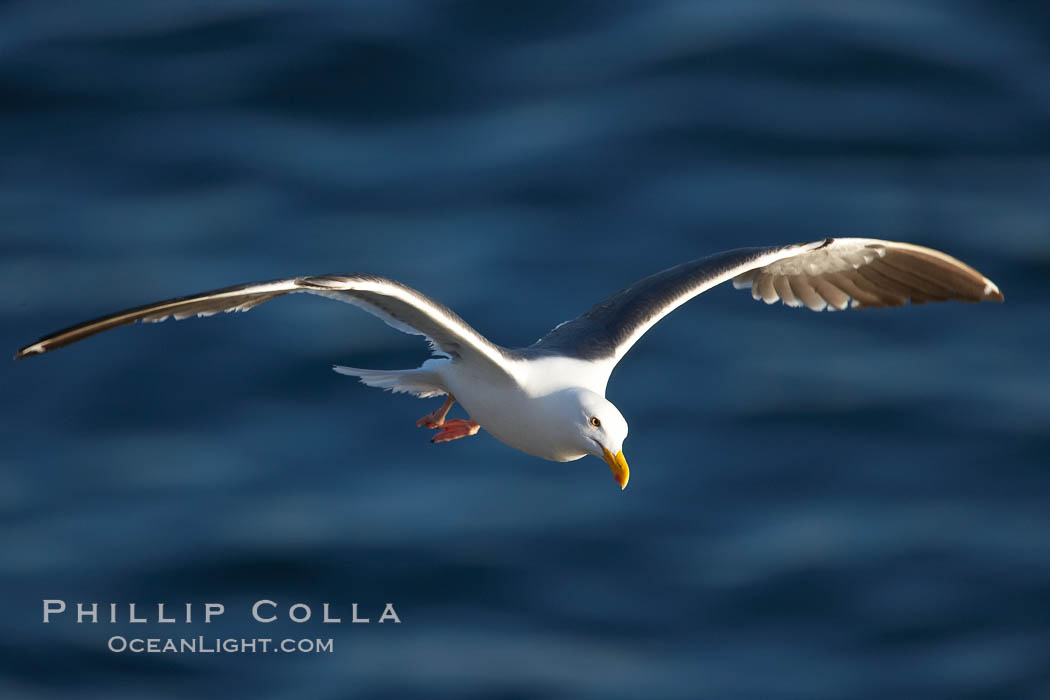 Western gull in flight. La Jolla, California, USA, Larus occidentalis, natural history stock photograph, photo id 18564