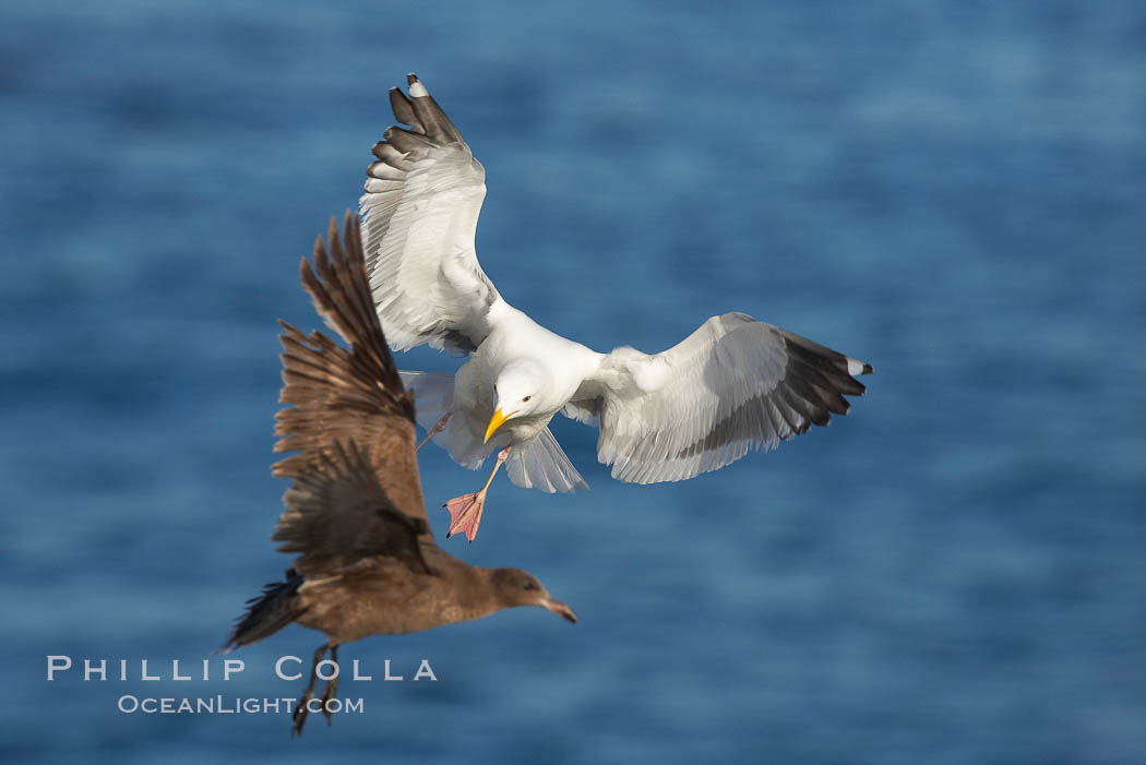 Western gull in flight. La Jolla, California, USA, Larus occidentalis, natural history stock photograph, photo id 18568