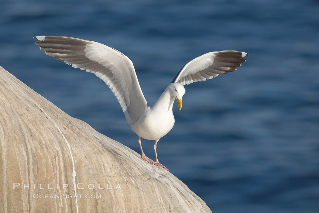 Western gull on sandstone cliffs. La Jolla, California, USA, Larus occidentalis, natural history stock photograph, photo id 18576