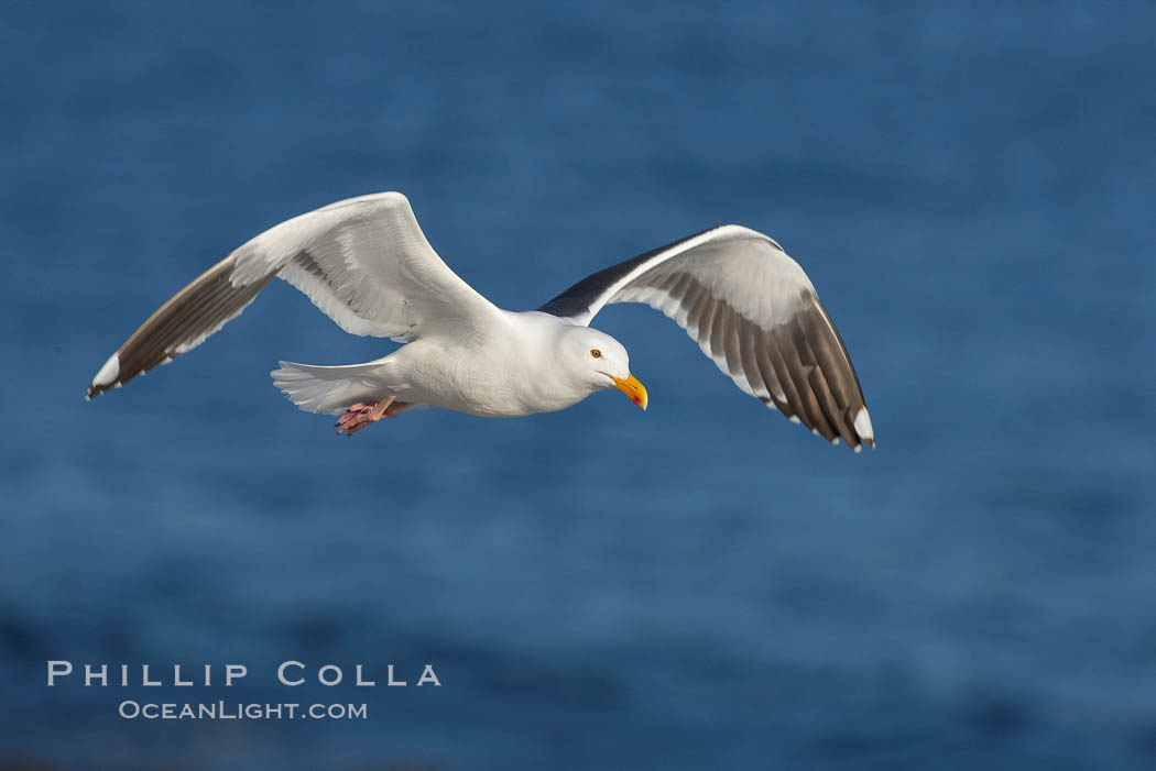 Western gull in flight. La Jolla, California, USA, Larus occidentalis, natural history stock photograph, photo id 18580