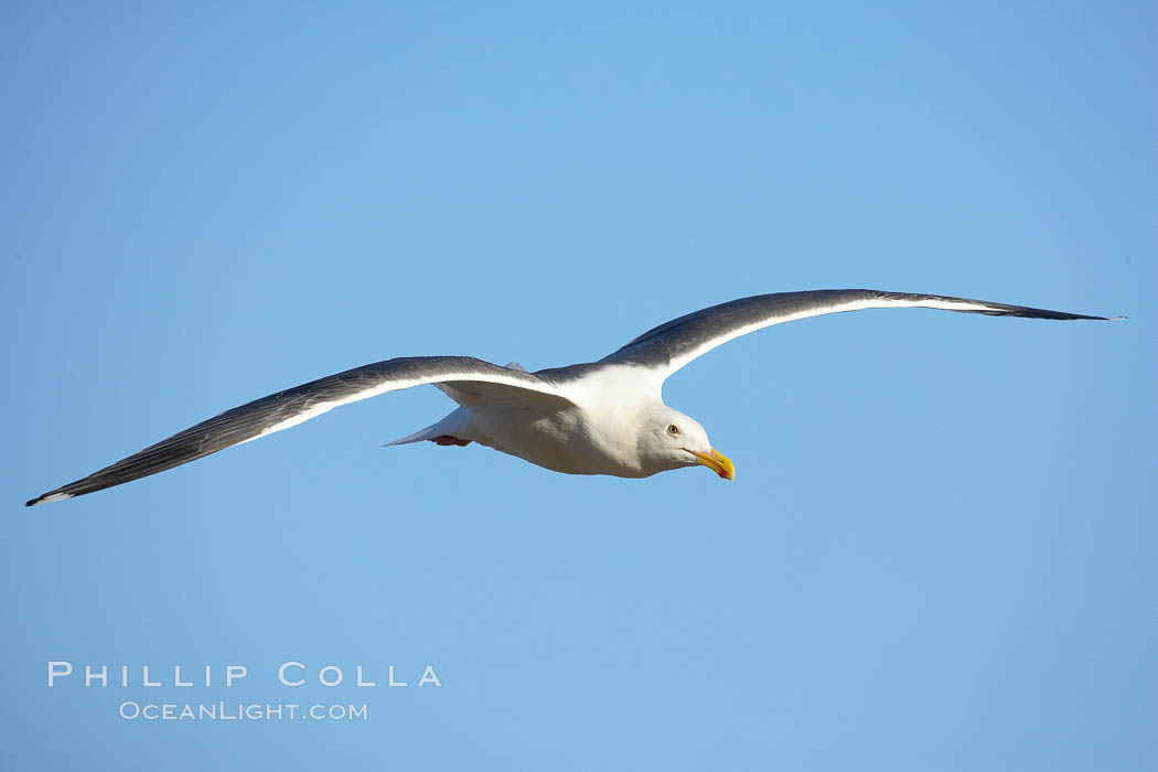 Western gull, flying. La Jolla, California, USA, Larus occidentalis, natural history stock photograph, photo id 20040