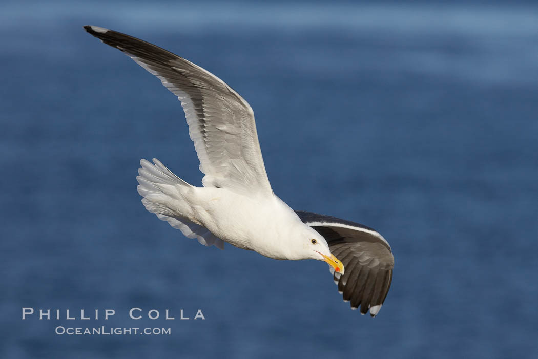 Western gull, flying. La Jolla, California, USA, Larus occidentalis, natural history stock photograph, photo id 20060