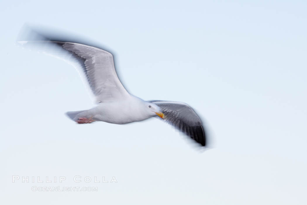 Western gull in flight, blur. La Jolla, California, USA, Larus occidentalis, natural history stock photograph, photo id 20104