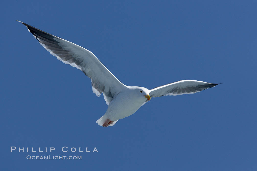 Western gull in flight., Larus occidentalis, natural history stock photograph, photo id 21384