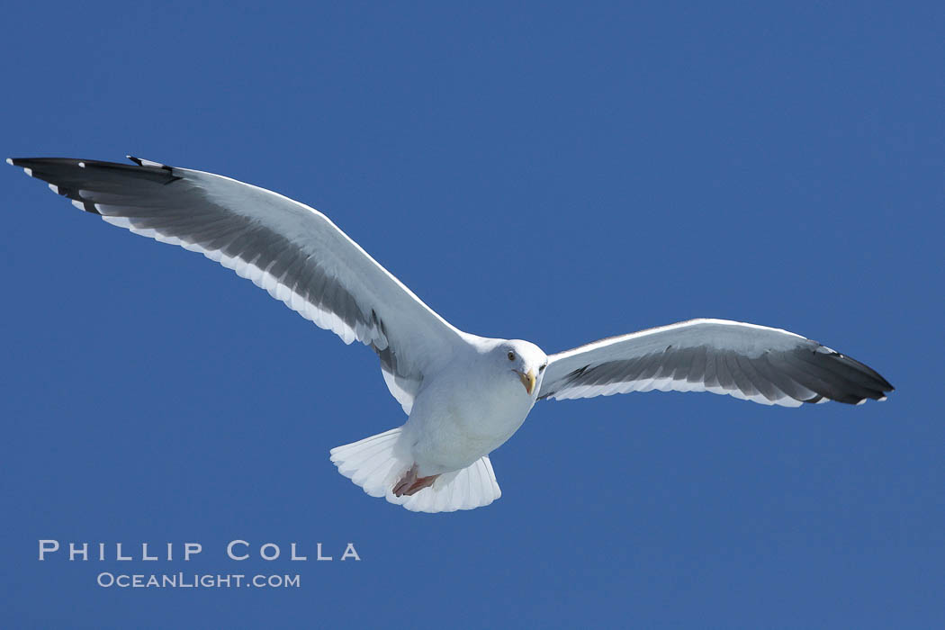Western gull in flight., Larus occidentalis, natural history stock photograph, photo id 21392