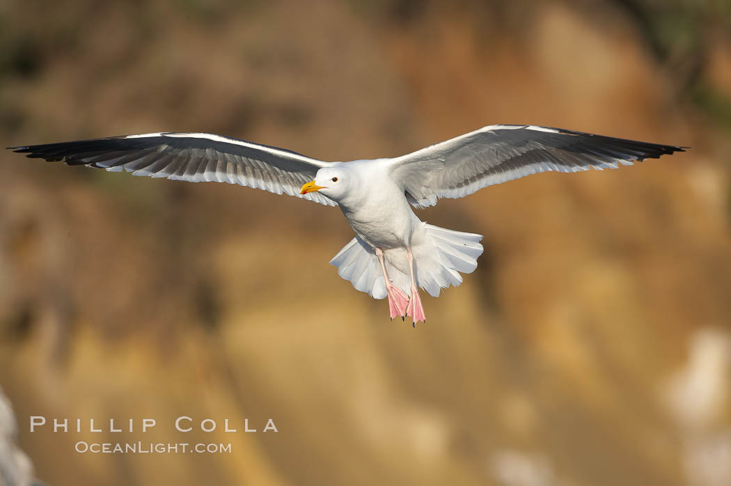 Western gull in flight. La Jolla, California, USA, Larus occidentalis, natural history stock photograph, photo id 18563