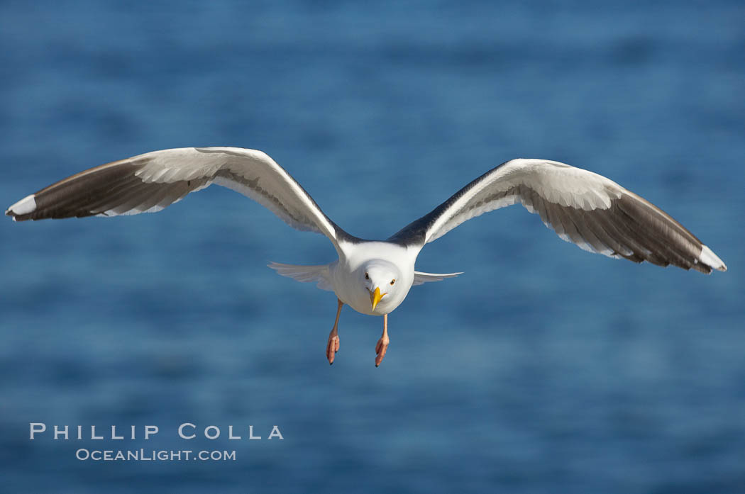 Western gull in flight. La Jolla, California, USA, Larus occidentalis, natural history stock photograph, photo id 18571