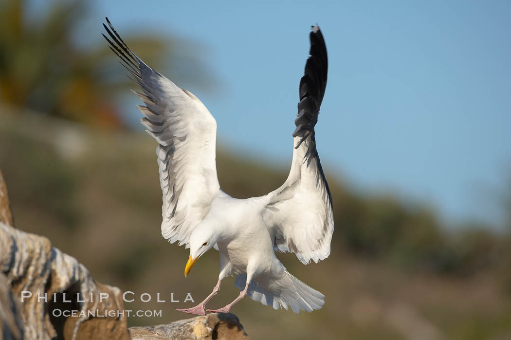 Western gull in flight. La Jolla, California, USA, Larus occidentalis, natural history stock photograph, photo id 18575