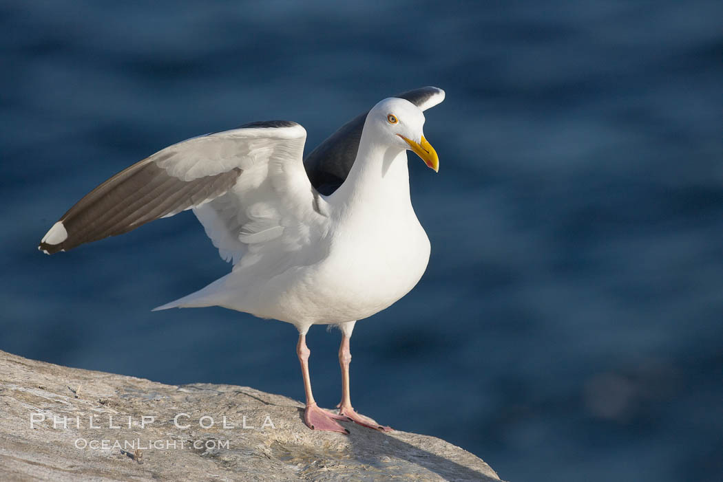 Western gull on sandstone cliffs. La Jolla, California, USA, Larus occidentalis, natural history stock photograph, photo id 18579