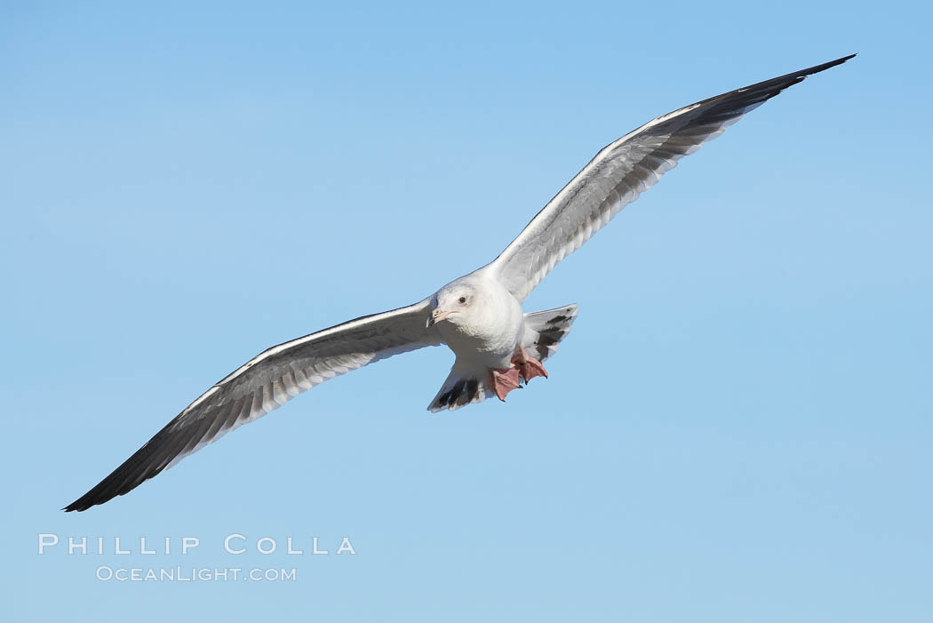 Western gull, juvenile 3rd winter plumage. La Jolla, California, USA, Larus occidentalis, natural history stock photograph, photo id 20063