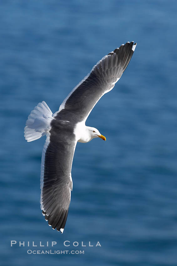 Western gull. La Jolla, California, USA, Larus occidentalis, natural history stock photograph, photo id 20959