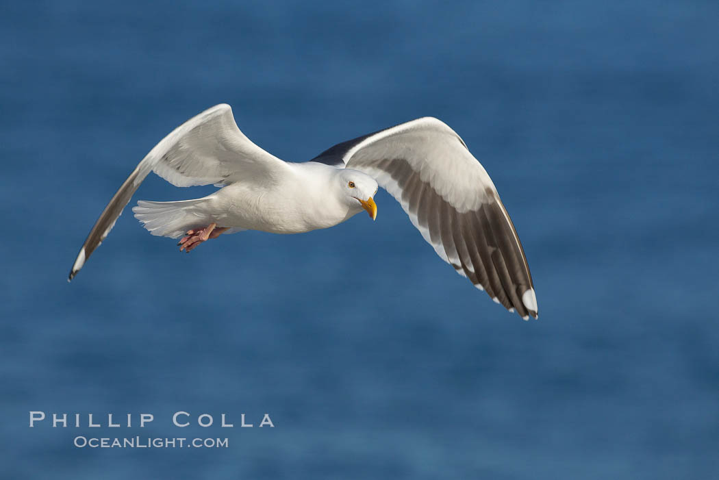 Western gull in flight. La Jolla, California, USA, Larus occidentalis, natural history stock photograph, photo id 18561