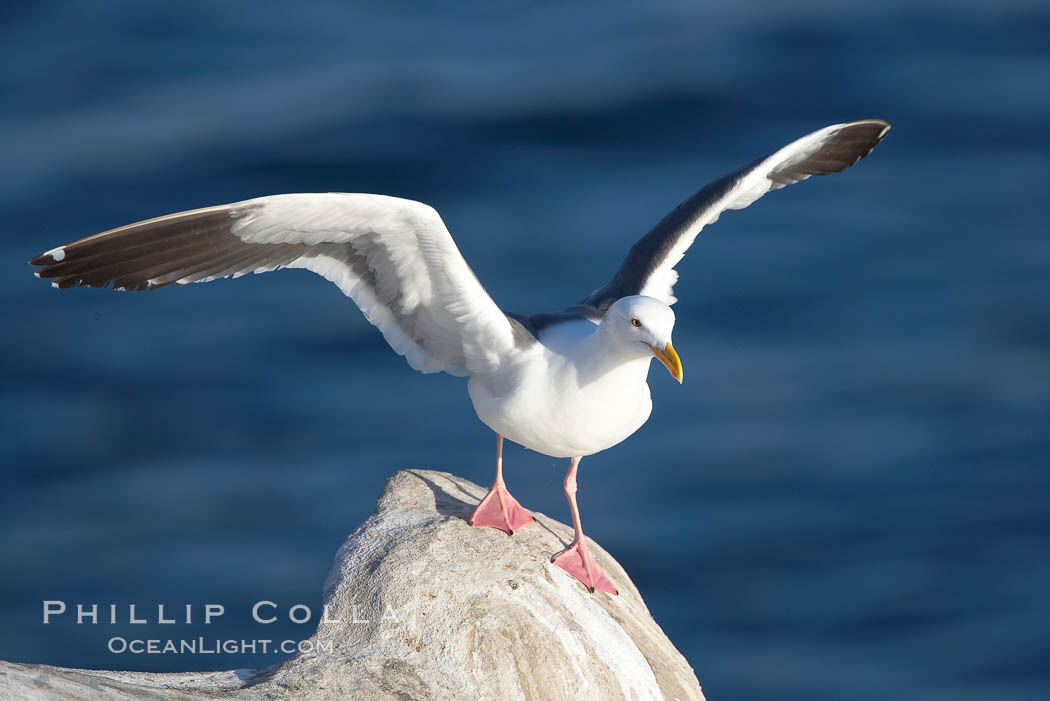 Western gull on sandstone cliffs. La Jolla, California, USA, Larus occidentalis, natural history stock photograph, photo id 18565