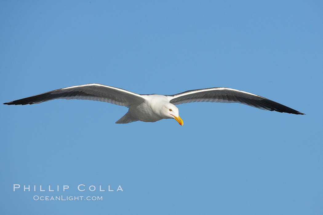 Western gull in flight. La Jolla, California, USA, Larus occidentalis, natural history stock photograph, photo id 18569