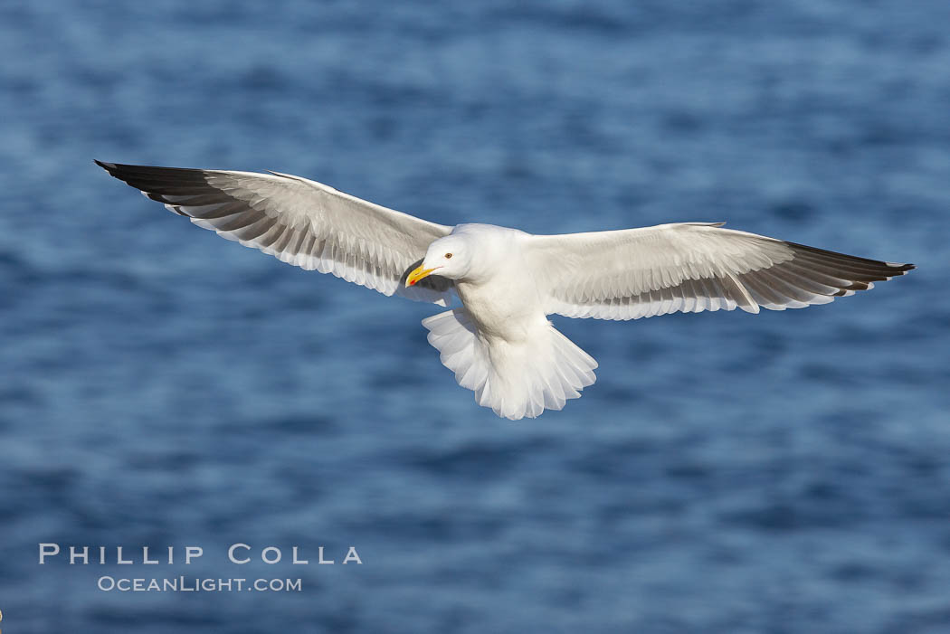 Western gull, flying. La Jolla, California, USA, Larus occidentalis, natural history stock photograph, photo id 20061