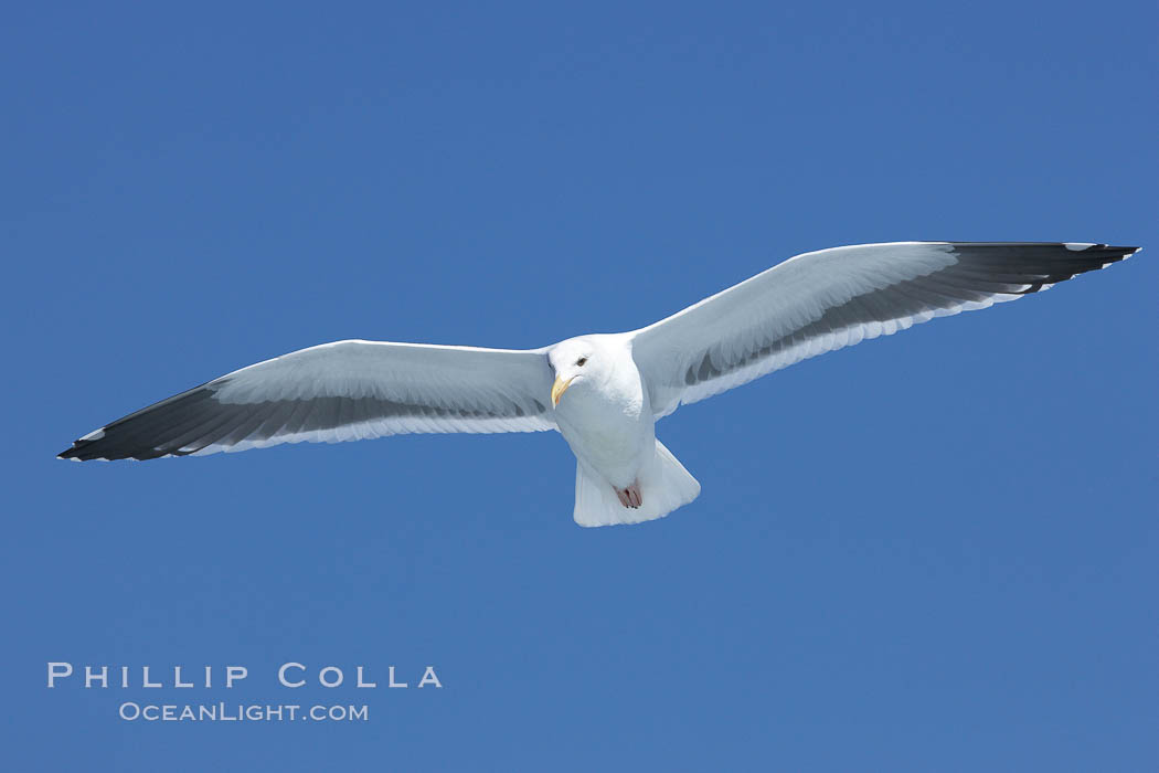 Western gull in flight., Larus occidentalis, natural history stock photograph, photo id 21393