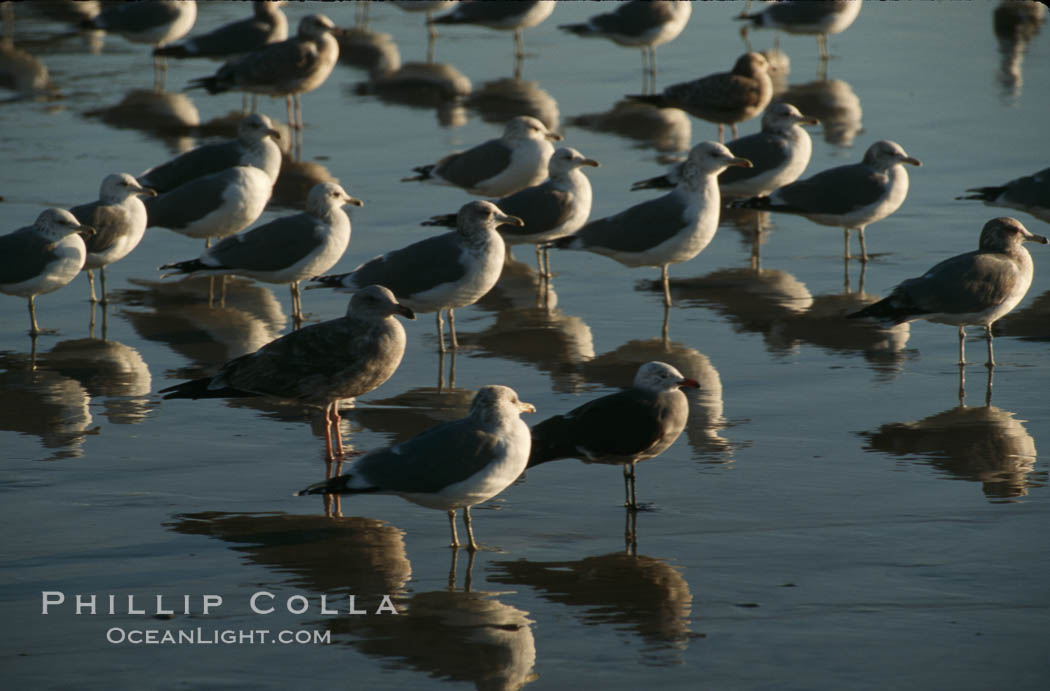 Western and Heermanns gulls. Del Mar, California, USA, Larus heermanni, Larus occidentalis, natural history stock photograph, photo id 05746