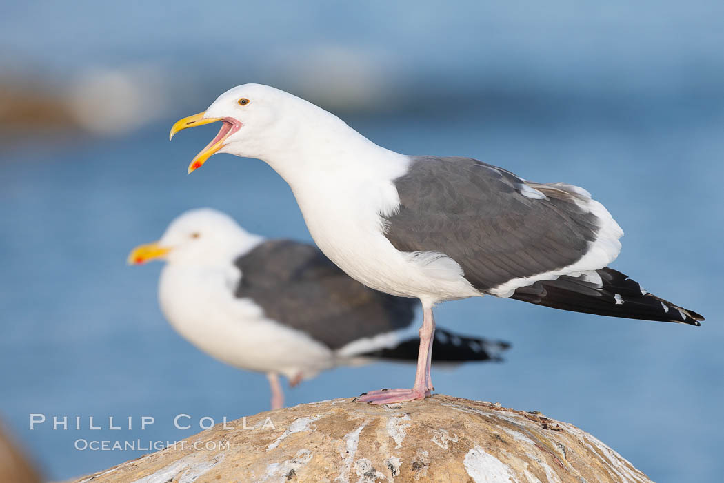 Western gull, calling/vocalizing, adult breeding. La Jolla, California, USA, Larus occidentalis, natural history stock photograph, photo id 18134