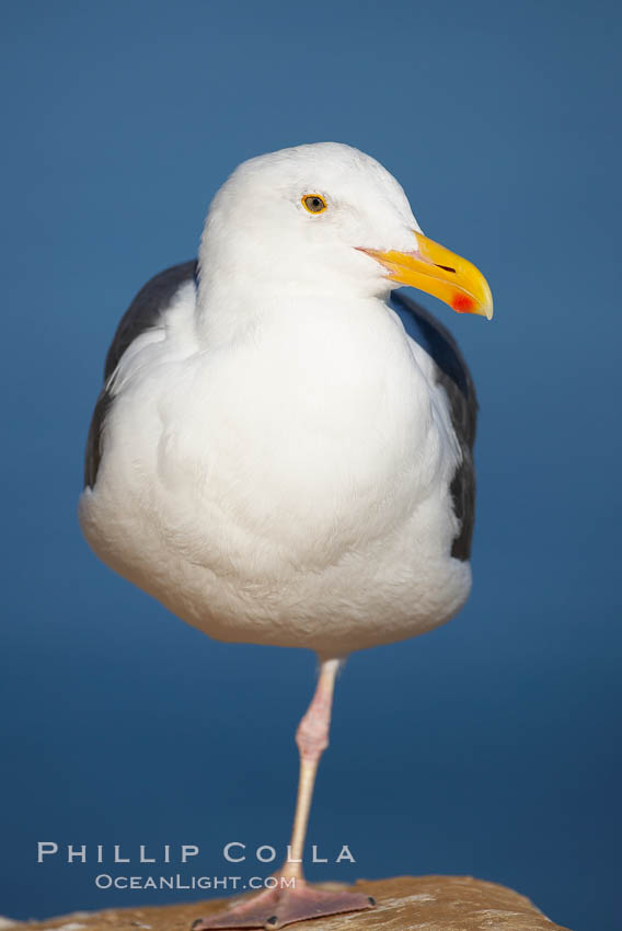 Western gull, adult breeding. La Jolla, California, USA, Larus occidentalis, natural history stock photograph, photo id 18226