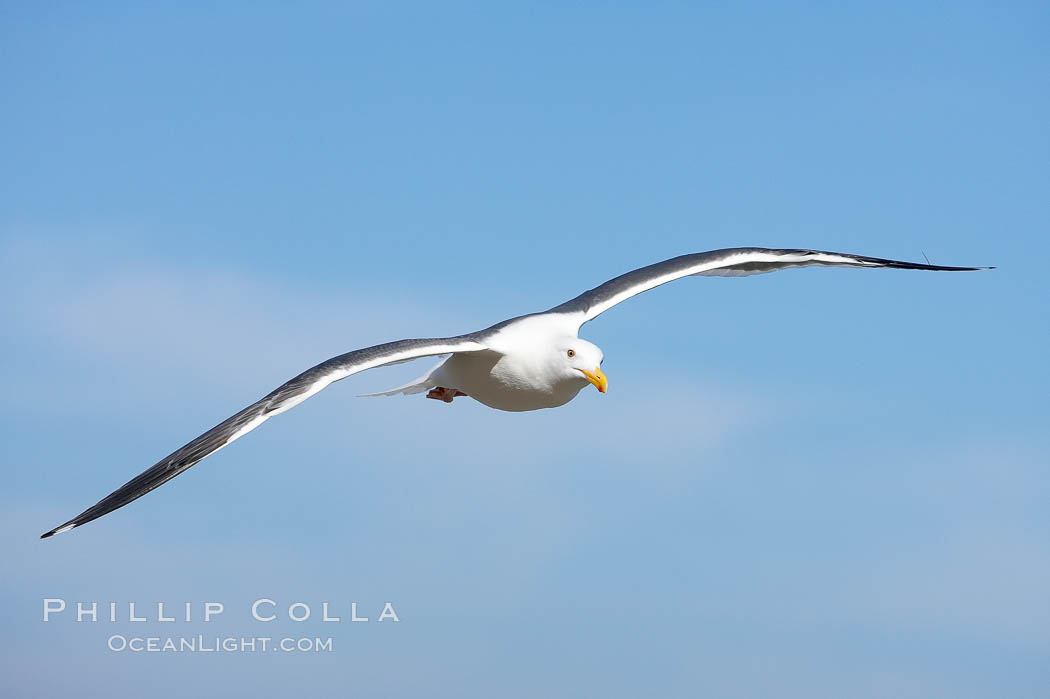 Western gull in flight. La Jolla, California, USA, Larus occidentalis, natural history stock photograph, photo id 18290