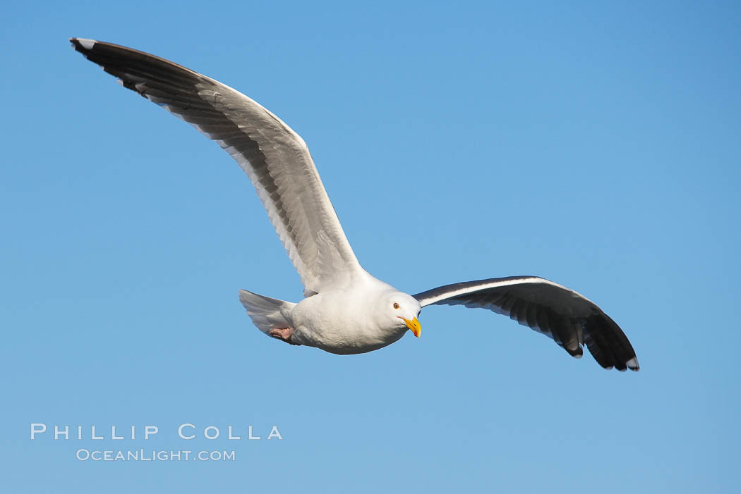 Western gull in flight. La Jolla, California, USA, Larus occidentalis, natural history stock photograph, photo id 18294