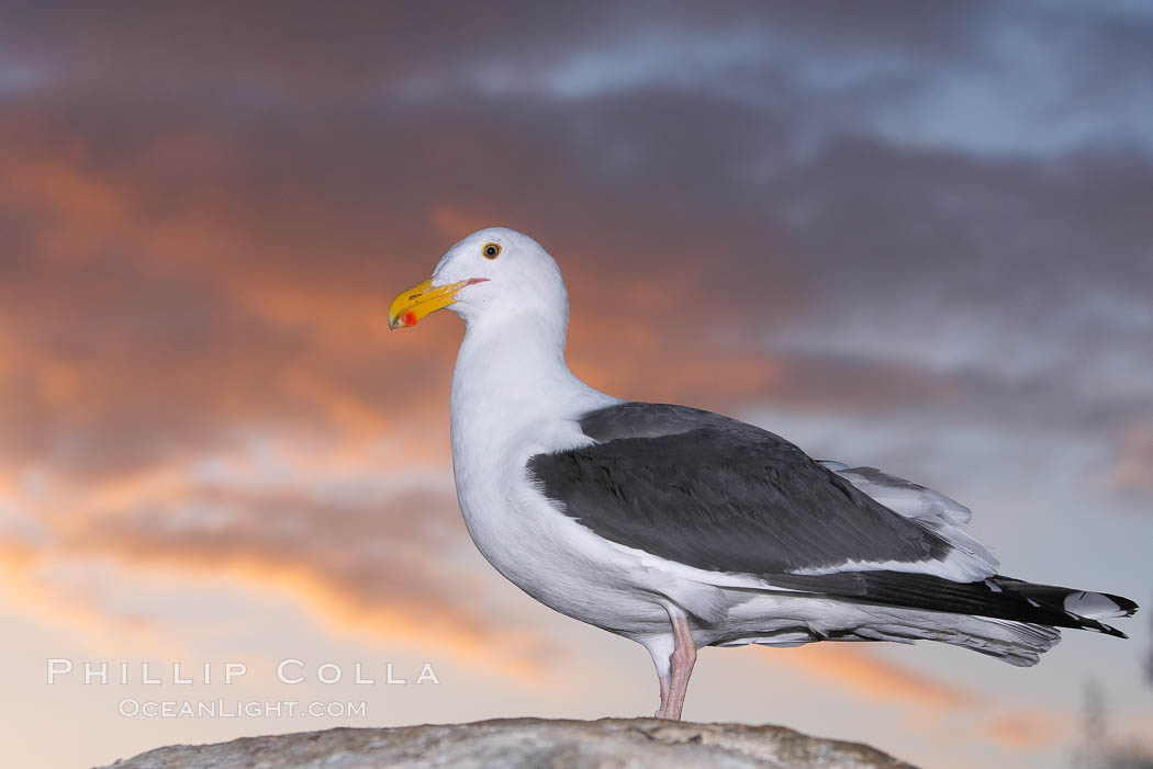 Western gull, sunrise. La Jolla, California, USA, Larus occidentalis, natural history stock photograph, photo id 18390
