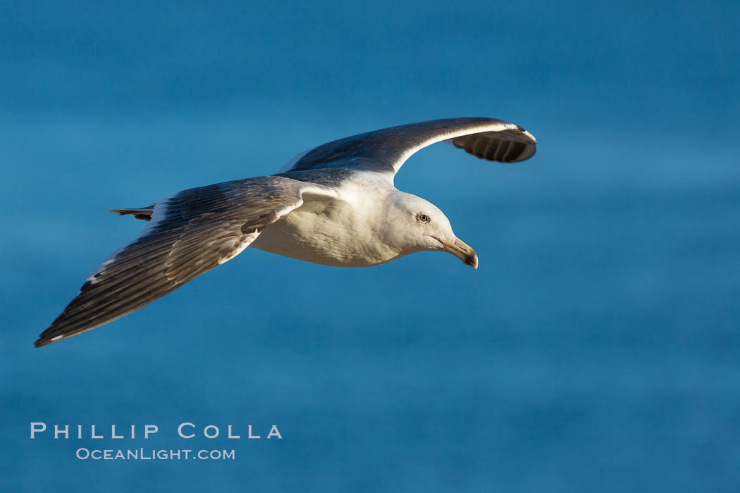 Western gull. La Jolla, California, USA, Larus occidentalis, natural history stock photograph, photo id 28338