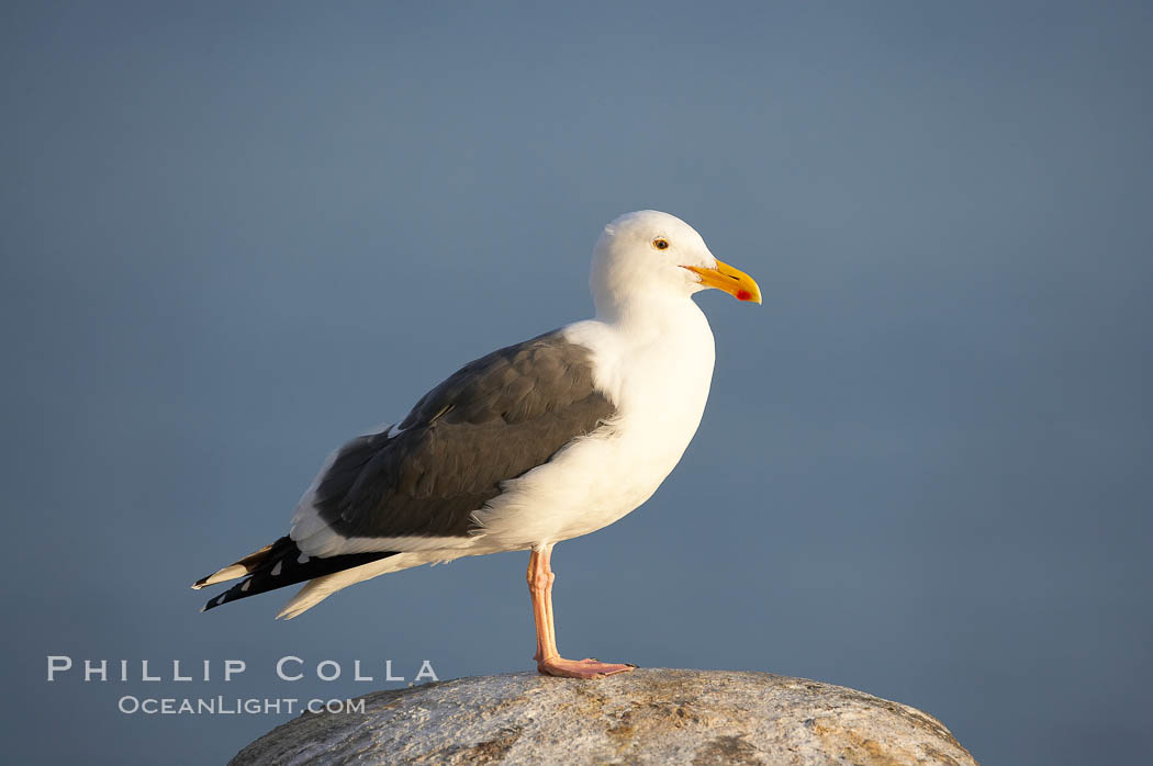 Western gull, adult breeding plumage, note yellow orbital ring around eye. La Jolla, California, USA, Larus occidentalis, natural history stock photograph, photo id 15106