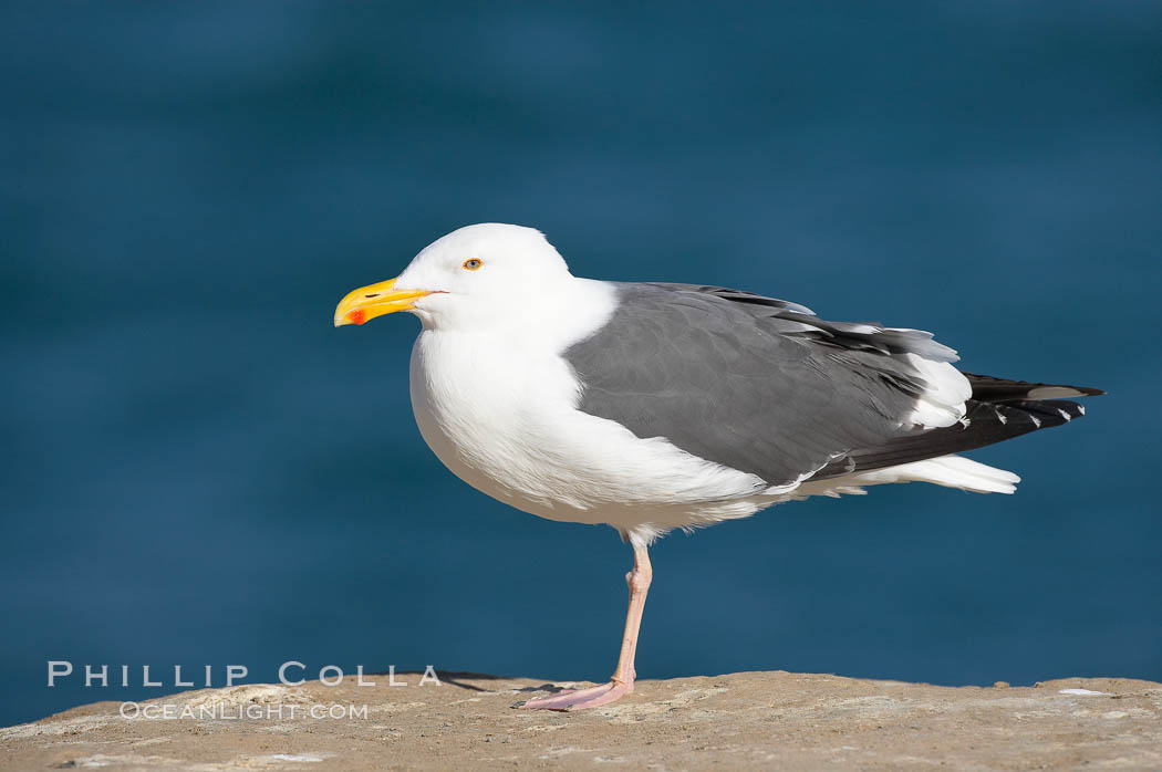 Western gull, adult breeding plumage, note yellow orbital ring around eye. La Jolla, California, USA, Larus occidentalis, natural history stock photograph, photo id 15110