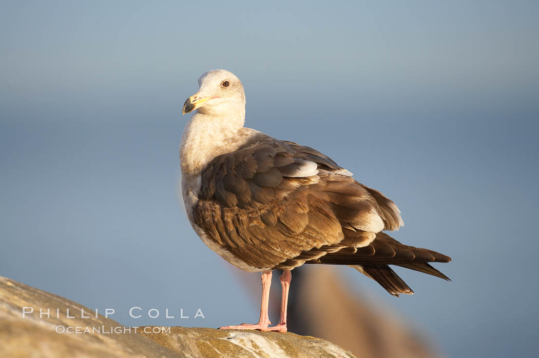 Western gull, juvenile 2nd winter plumage. La Jolla, California, USA, Larus occidentalis, natural history stock photograph, photo id 15118