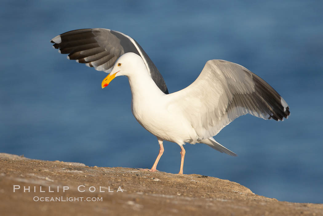 Western gull. La Jolla, California, USA, Larus occidentalis, natural history stock photograph, photo id 15558