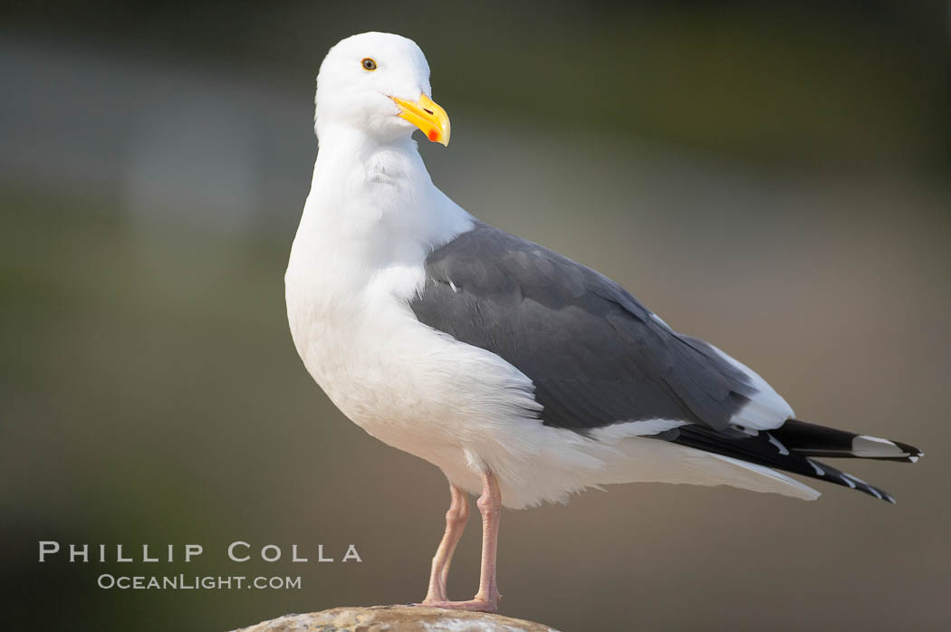 Western gull, adult breeding plumage, note yellow orbital ring around eye. La Jolla, California, USA, Larus occidentalis, natural history stock photograph, photo id 15104