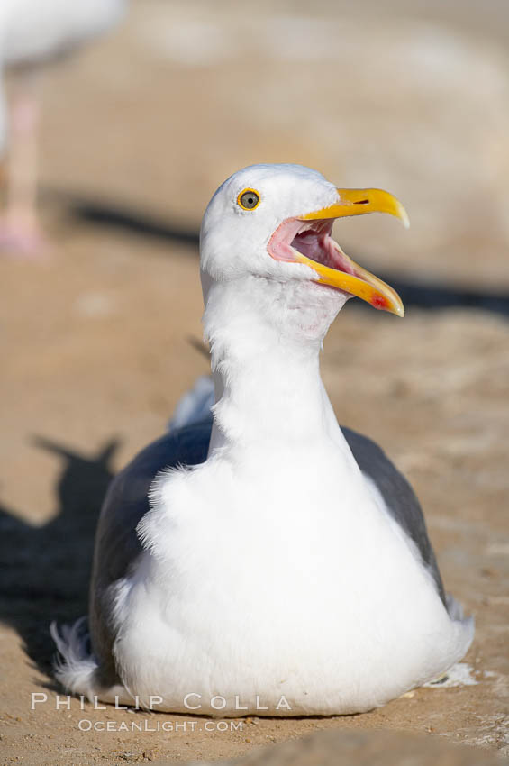 Western gull, adult breeding plumage, note yellow orbital ring around eye. La Jolla, California, USA, Larus occidentalis, natural history stock photograph, photo id 15112