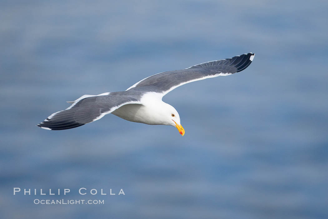 Western gull, adult breeding plumage, note yellow orbital ring around eye. La Jolla, California, USA, Larus occidentalis, natural history stock photograph, photo id 15120