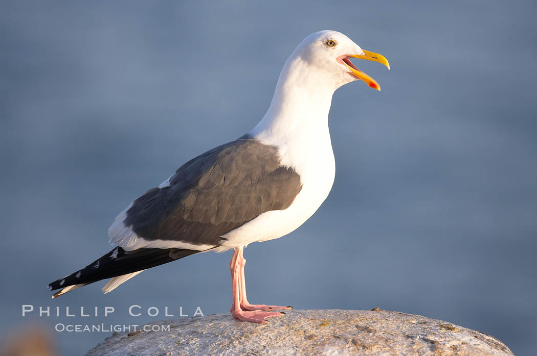 Western gull, adult breeding plumage, note yellow orbital ring around eye. La Jolla, California, USA, Larus occidentalis, natural history stock photograph, photo id 15288