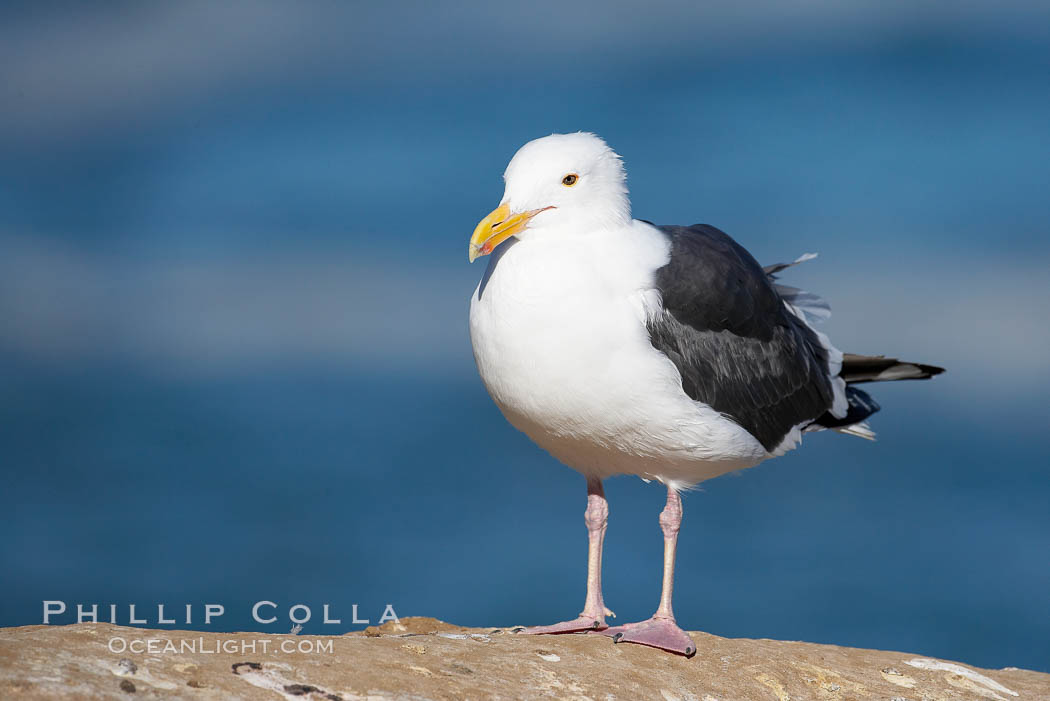 Western gull, adult breeding plumage, note yellow orbital ring around eye. La Jolla, California, USA, Larus occidentalis, natural history stock photograph, photo id 15115