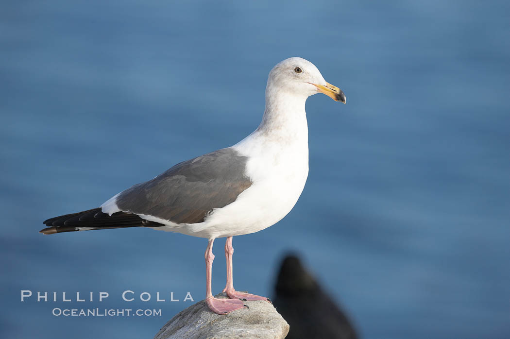 Western gull, juvenile 3rd winter plumage. La Jolla, California, USA, Larus occidentalis, natural history stock photograph, photo id 15119