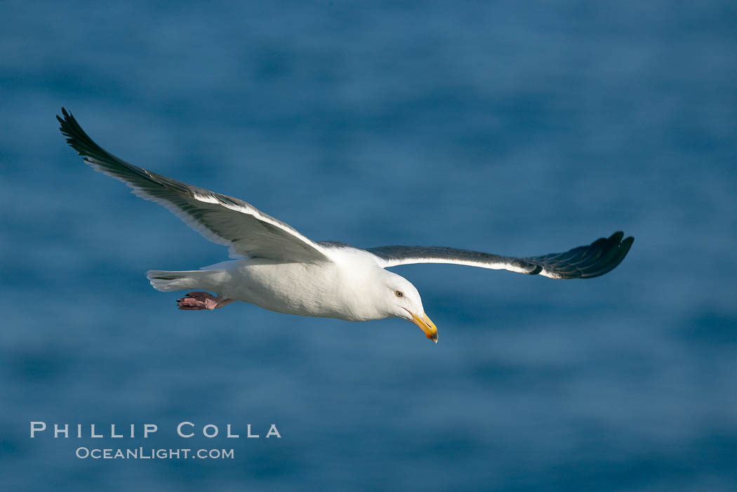 Western gull, flying. La Jolla, California, USA, Larus occidentalis, natural history stock photograph, photo id 15555