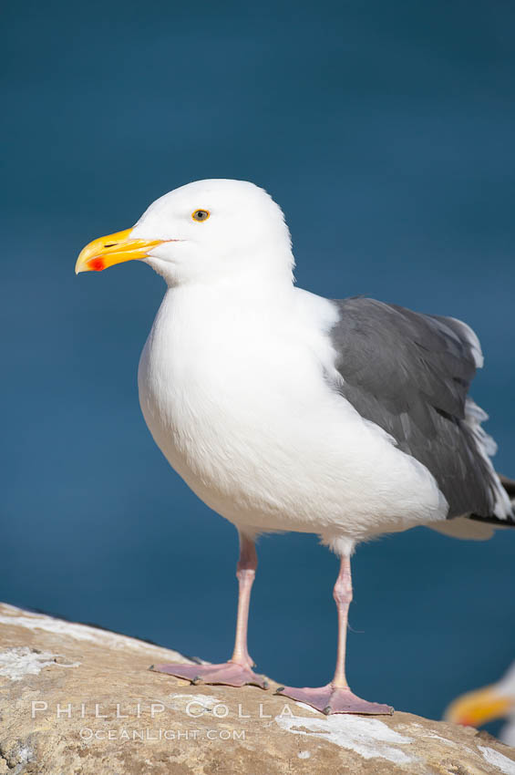 Western gull, adult breeding plumage, note yellow orbital ring around eye. La Jolla, California, USA, Larus occidentalis, natural history stock photograph, photo id 15105