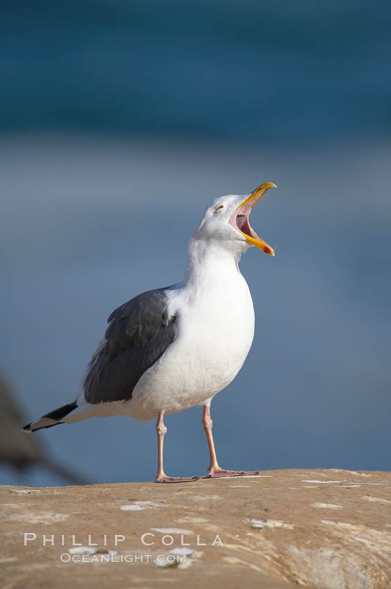 Western gull, adult breeding plumage, note yellow orbital ring around eye. La Jolla, California, USA, Larus occidentalis, natural history stock photograph, photo id 15109