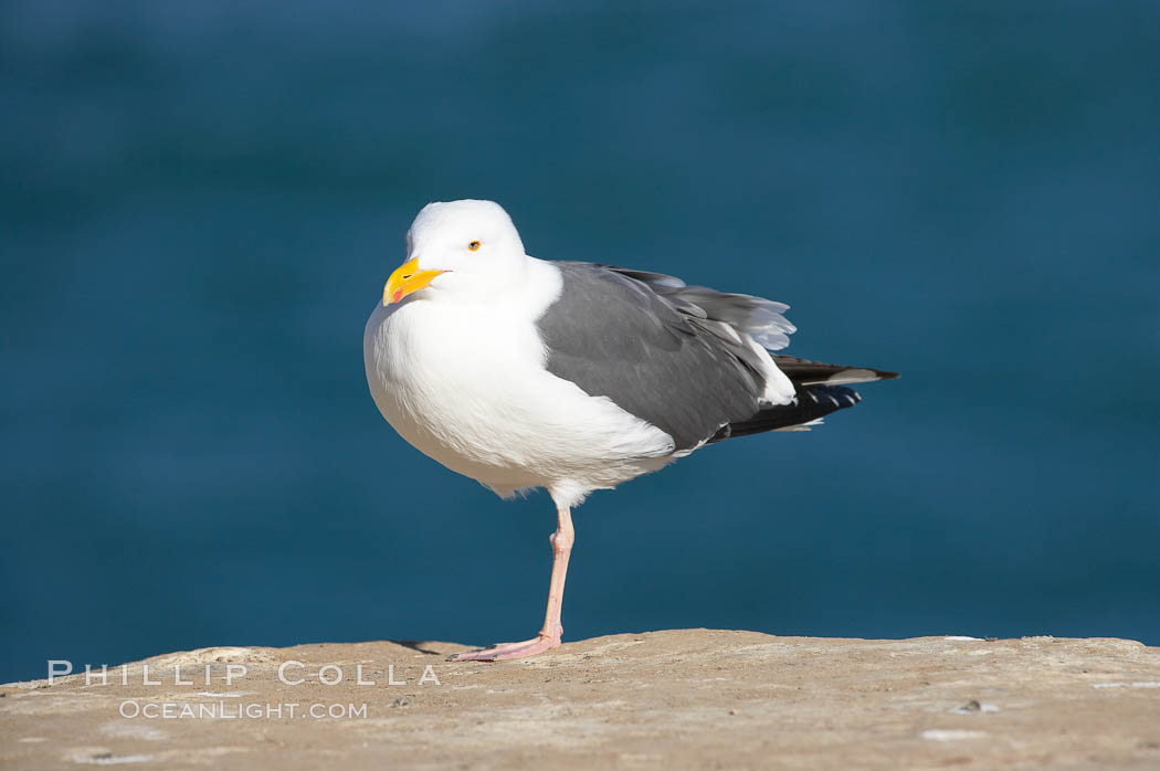 Western gull, adult breeding plumage, note yellow orbital ring around eye. La Jolla, California, USA, Larus occidentalis, natural history stock photograph, photo id 15117