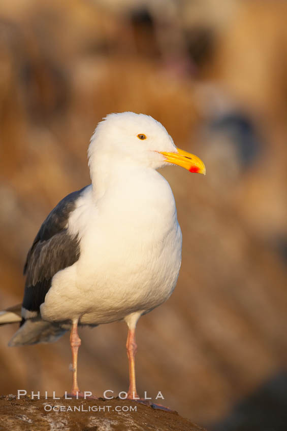 Western gull. La Jolla, California, USA, Larus occidentalis, natural history stock photograph, photo id 15557