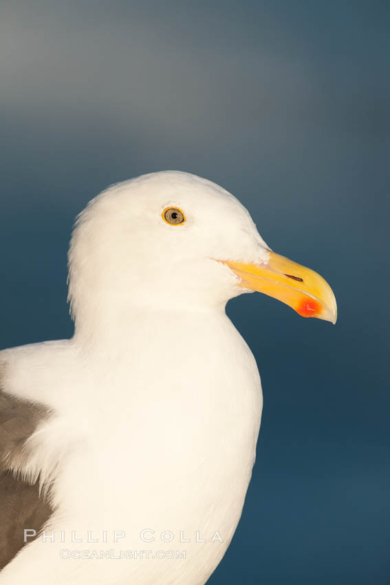 Western gull. La Jolla, California, USA, Larus occidentalis, natural history stock photograph, photo id 26469