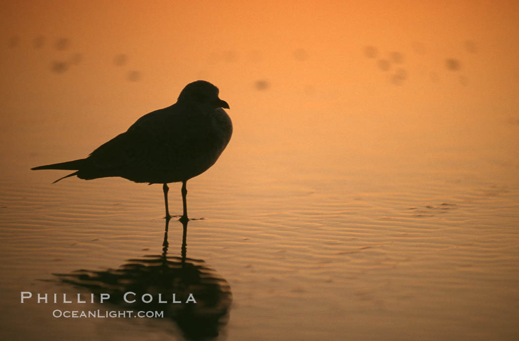 Western gull. Del Mar, California, USA, Larus occidentalis, natural history stock photograph, photo id 05744