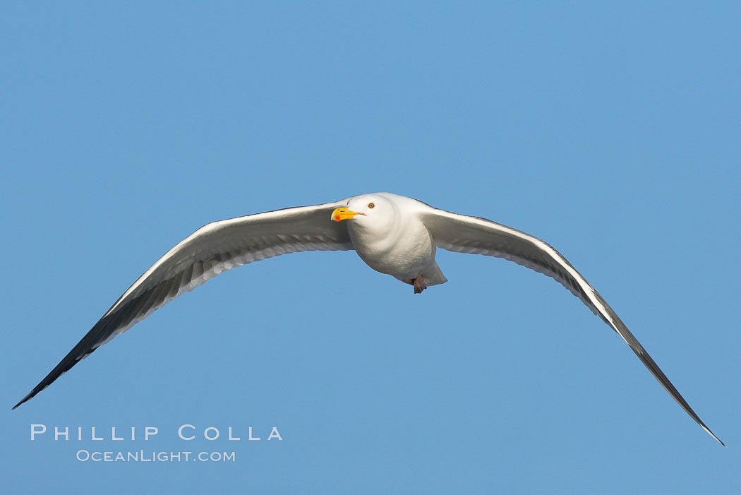 Western gull, flying. La Jolla, California, USA, Larus occidentalis, natural history stock photograph, photo id 15564