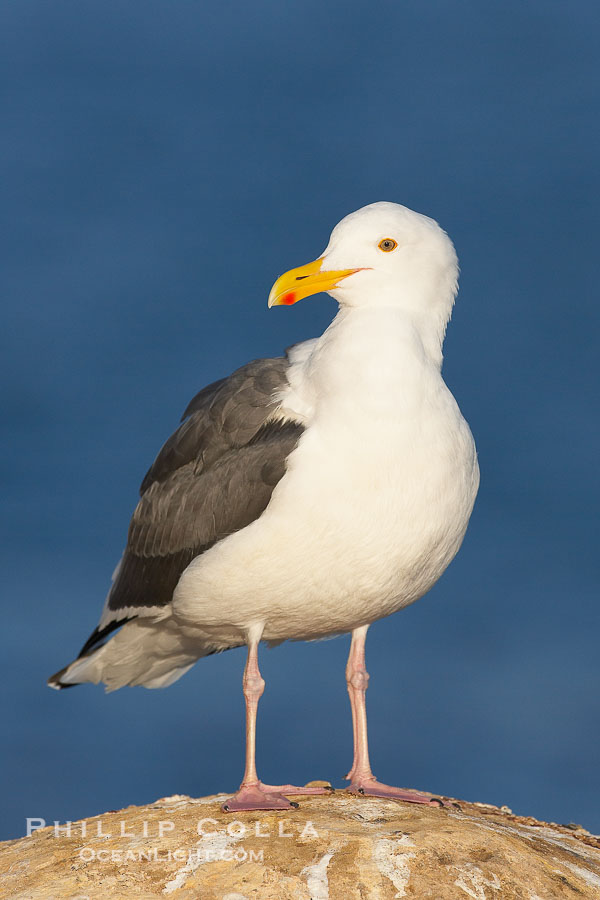 Western gull, adult breeding., Larus occidentalis, natural history stock photograph, photo id 18136