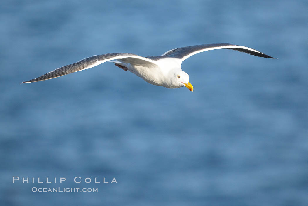 Western gull, adult breeding. La Jolla, California, USA, Larus occidentalis, natural history stock photograph, photo id 18256