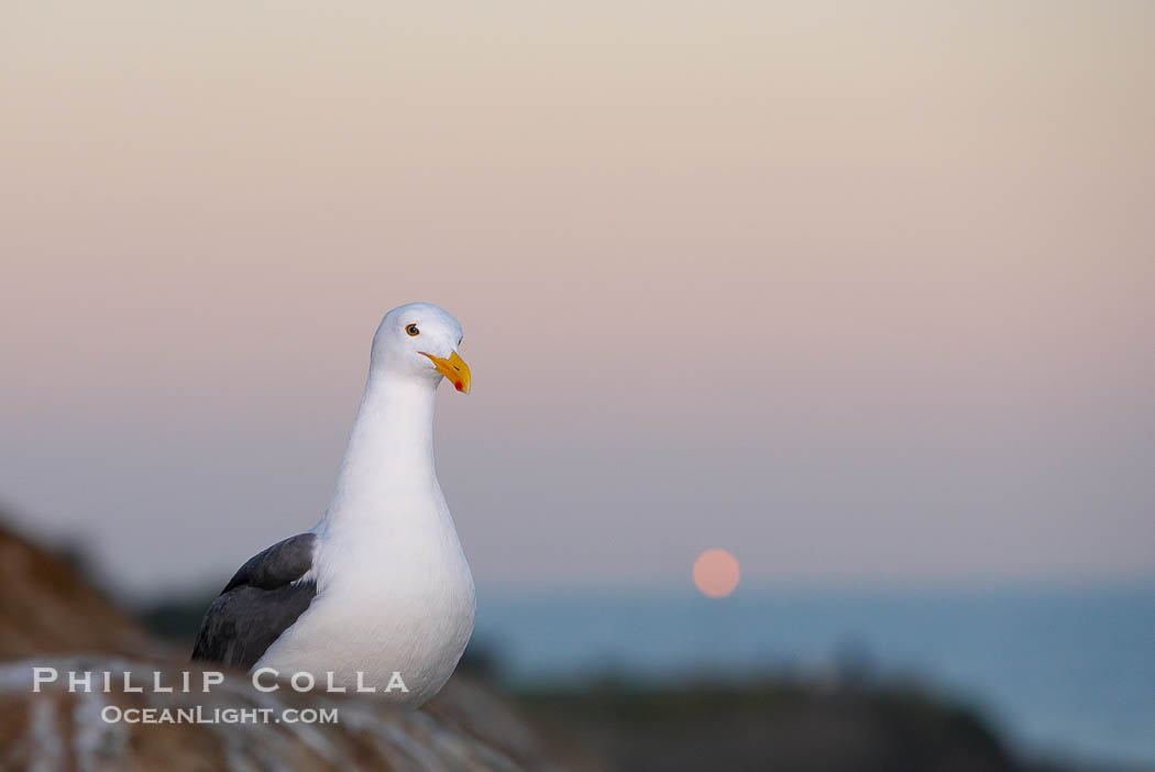 Western gull, moon setting, sunrise., Larus occidentalis, natural history stock photograph, photo id 18292