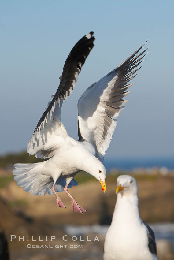 Western gull slows to land, Larus occidentalis, La Jolla, California
