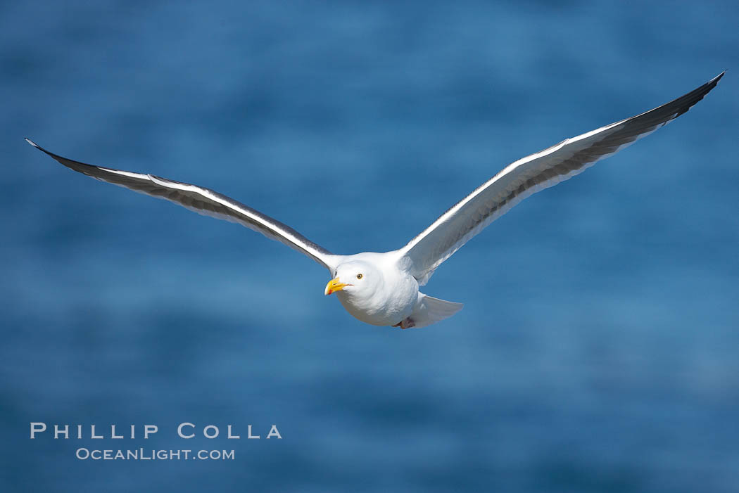 Western gull in flight. La Jolla, California, USA, Larus occidentalis, natural history stock photograph, photo id 18388